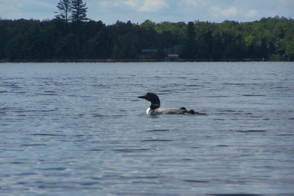 Photo: Loon with Chicks