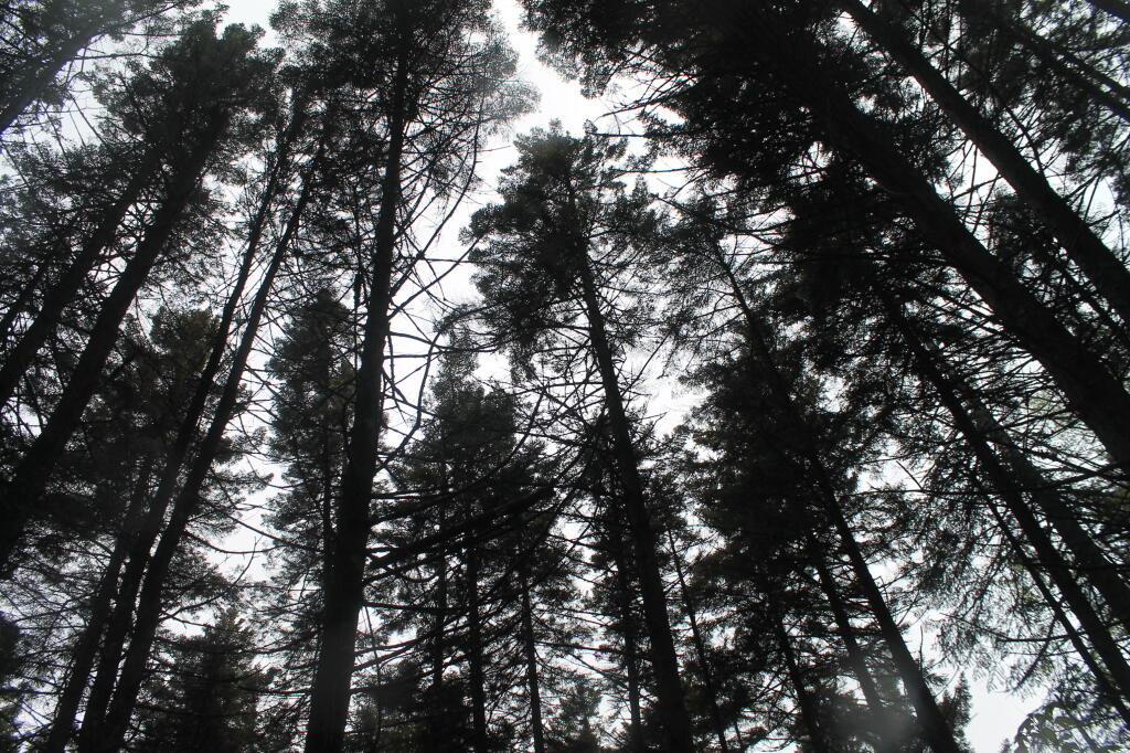 Photo: White Pines Along Helldiver Trail