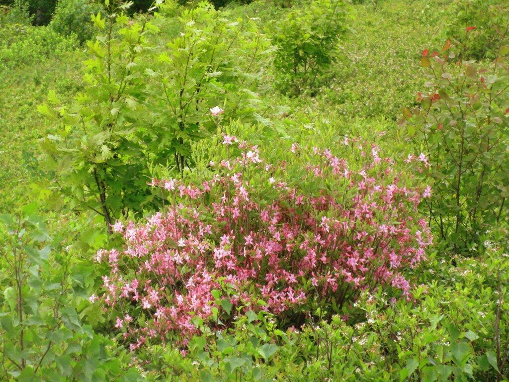 Photo: Pink Azelea In The Blueberry Fields