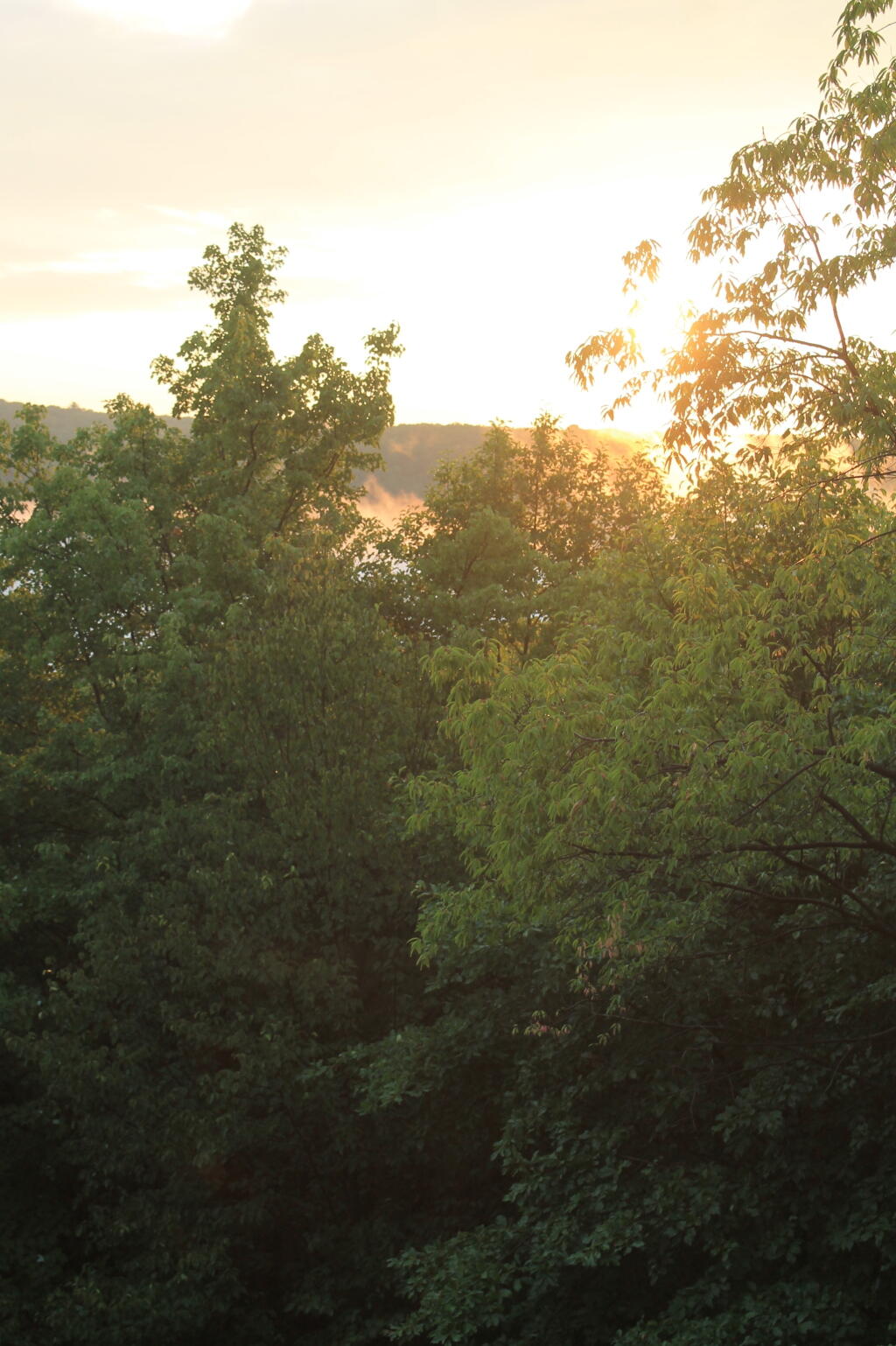 Photo: Evening Sun