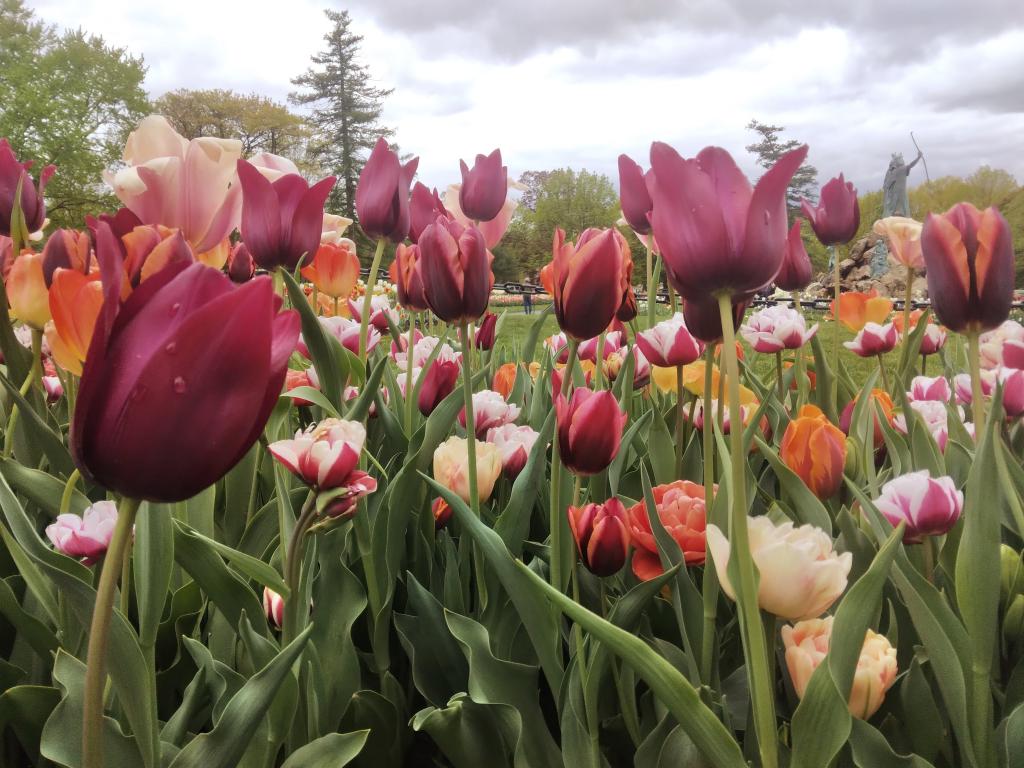Photo: Rainy Day at the Tulip Beds