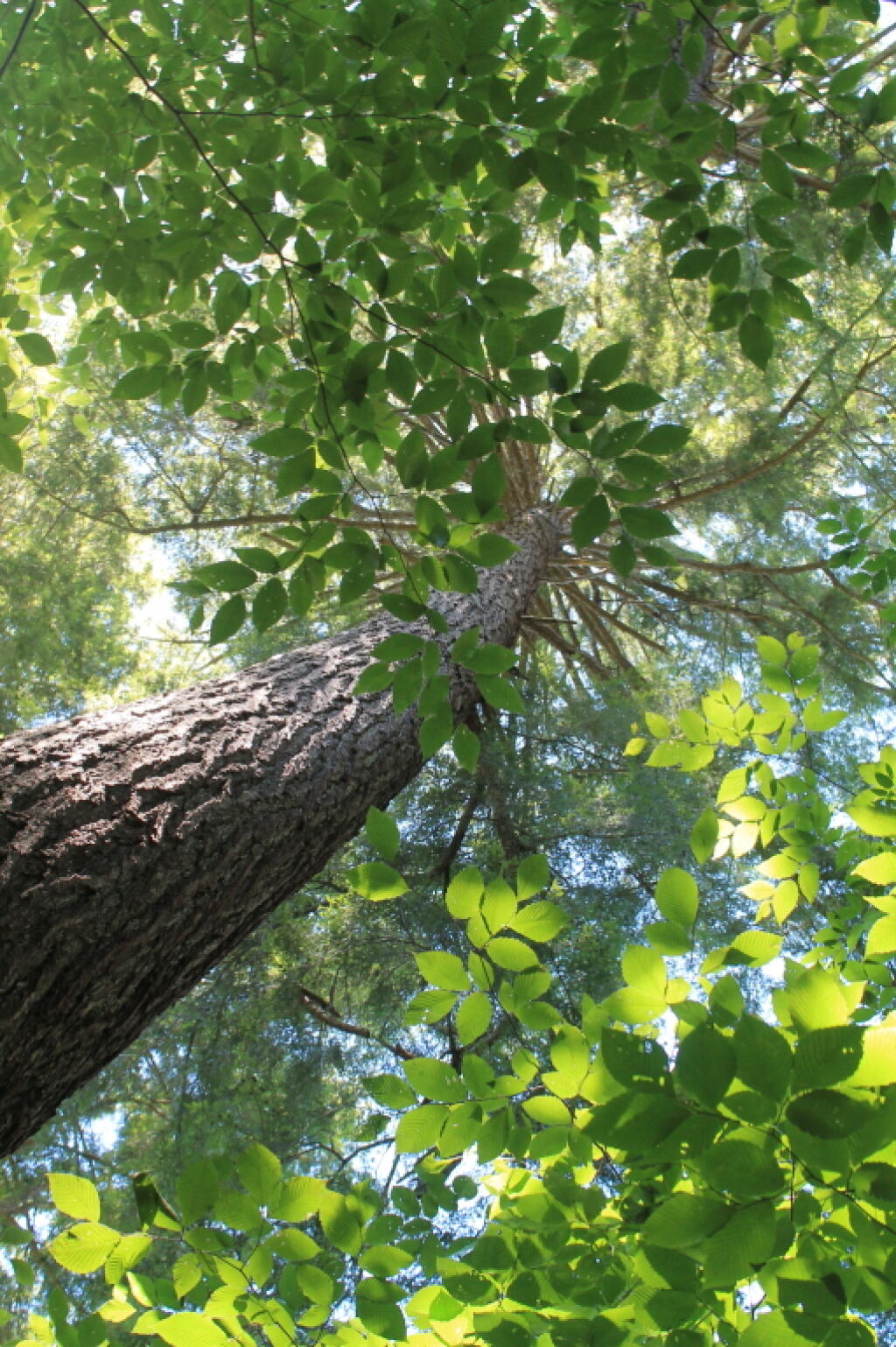 Photo: Looking Up