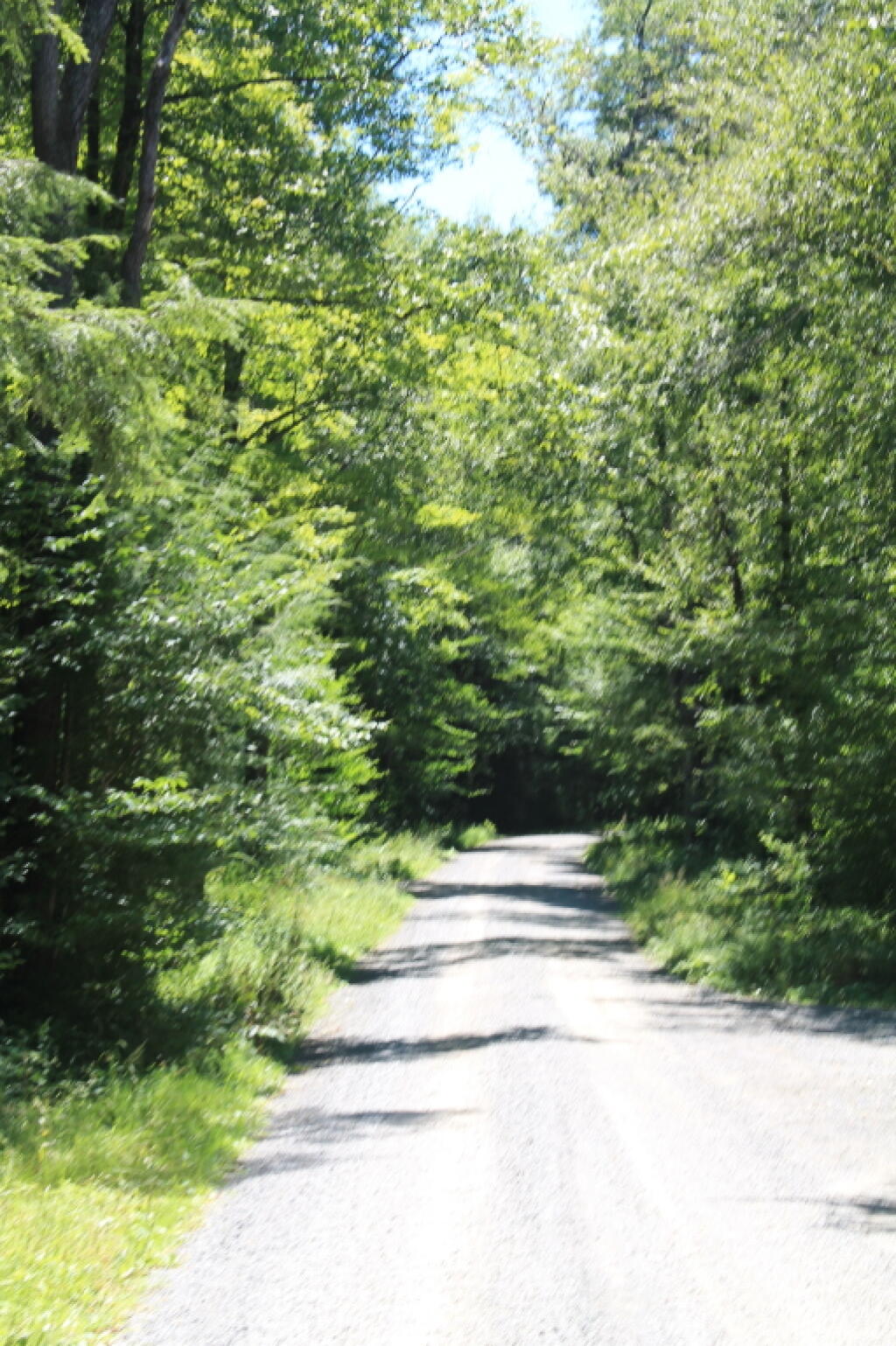 Photo: Forest Road Photo: Forest Road
