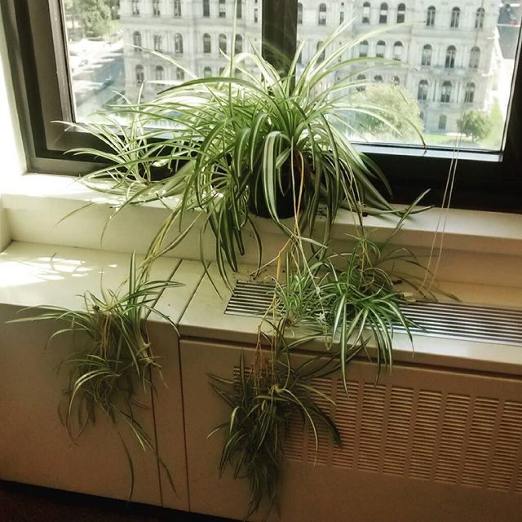 Photo: Spider plant Photo: Spider plant