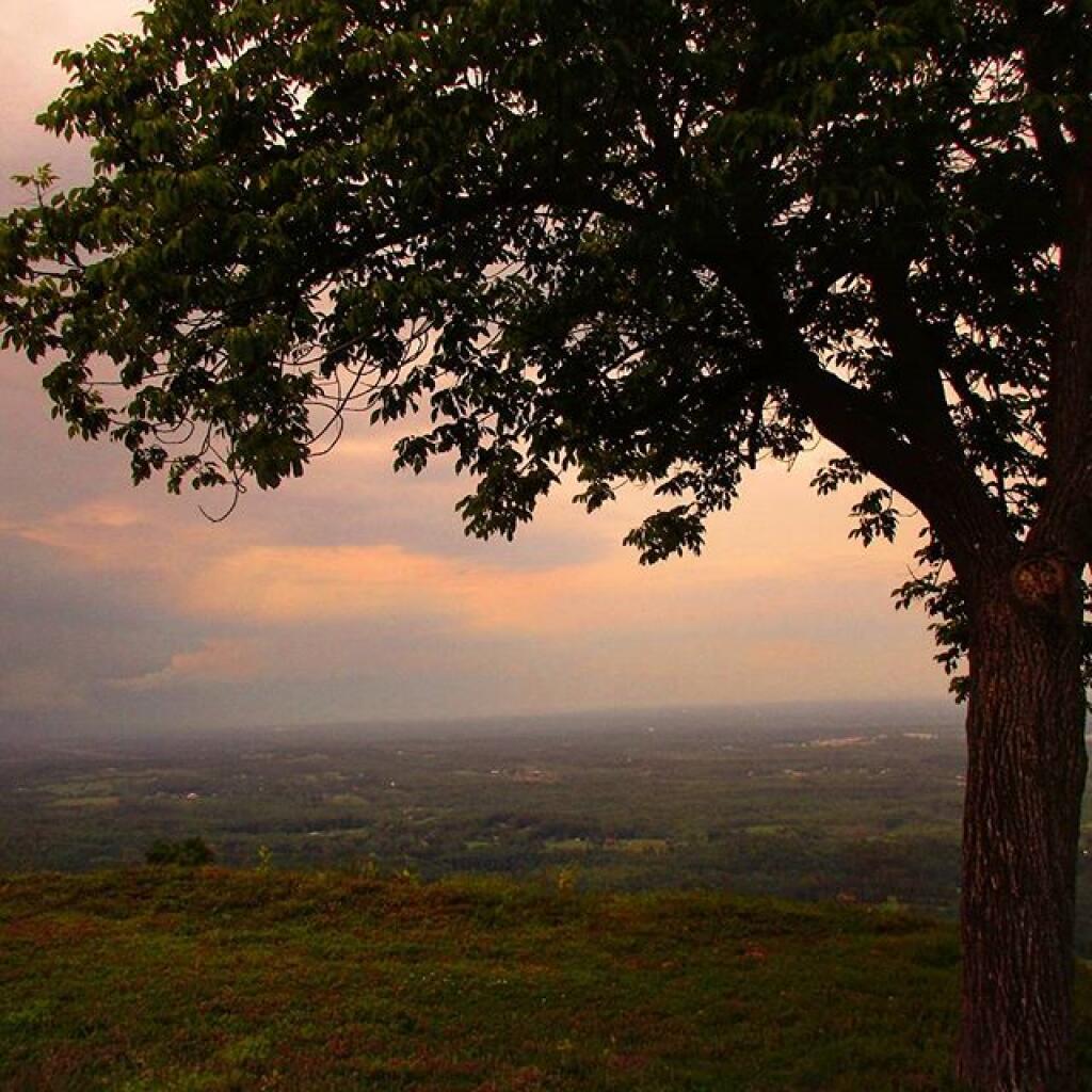 Photo: Tree