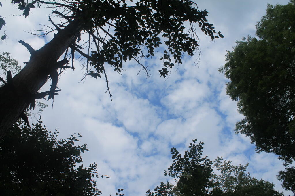 Photo: Clouds Overhead