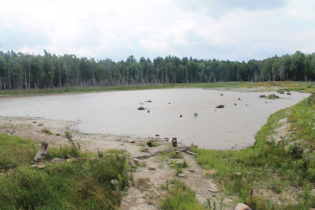Photo: Swamp That Remains in Looking Glass Pond