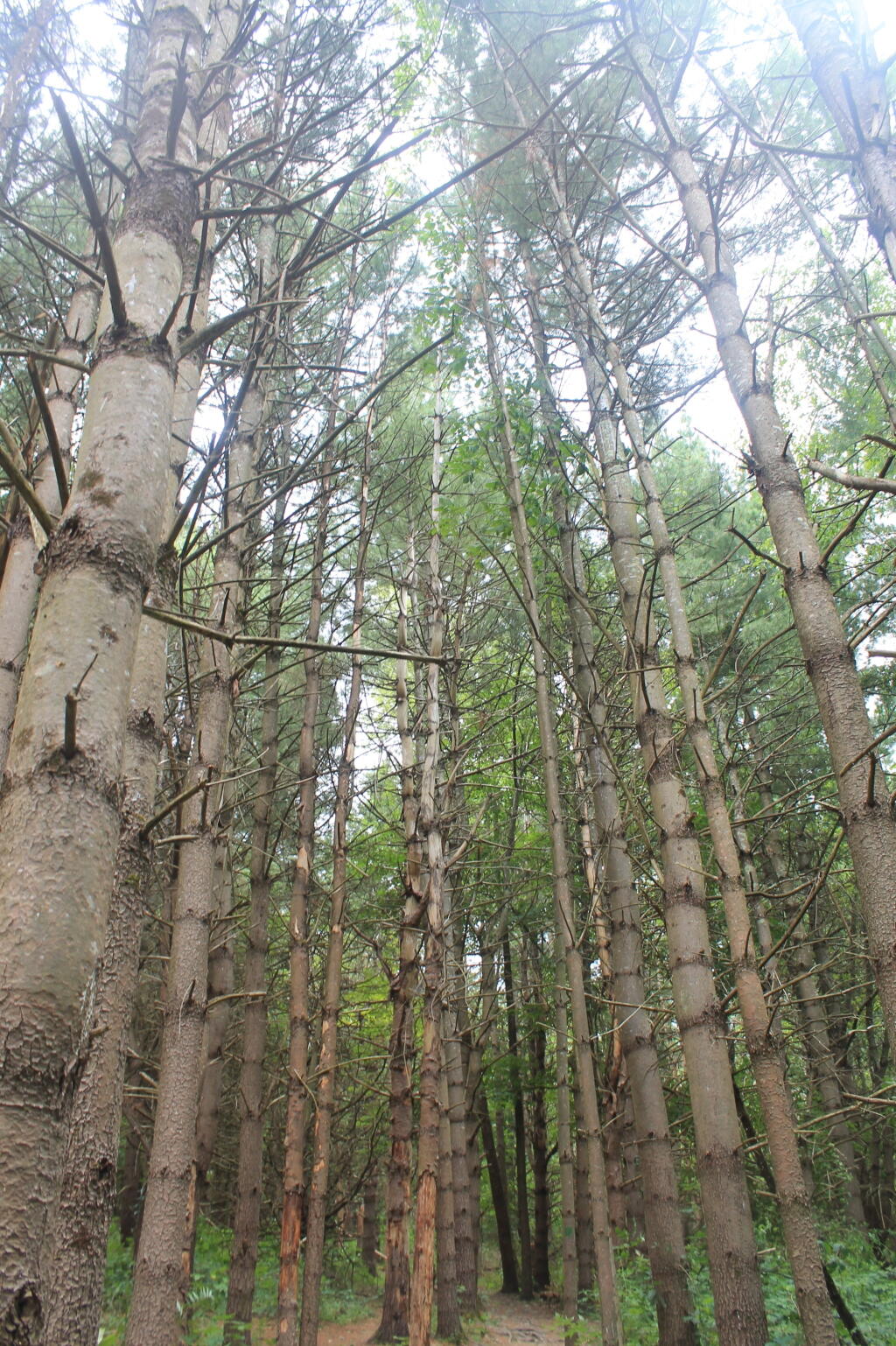 Photo: Thru the Woods Photo: Thru the Woods