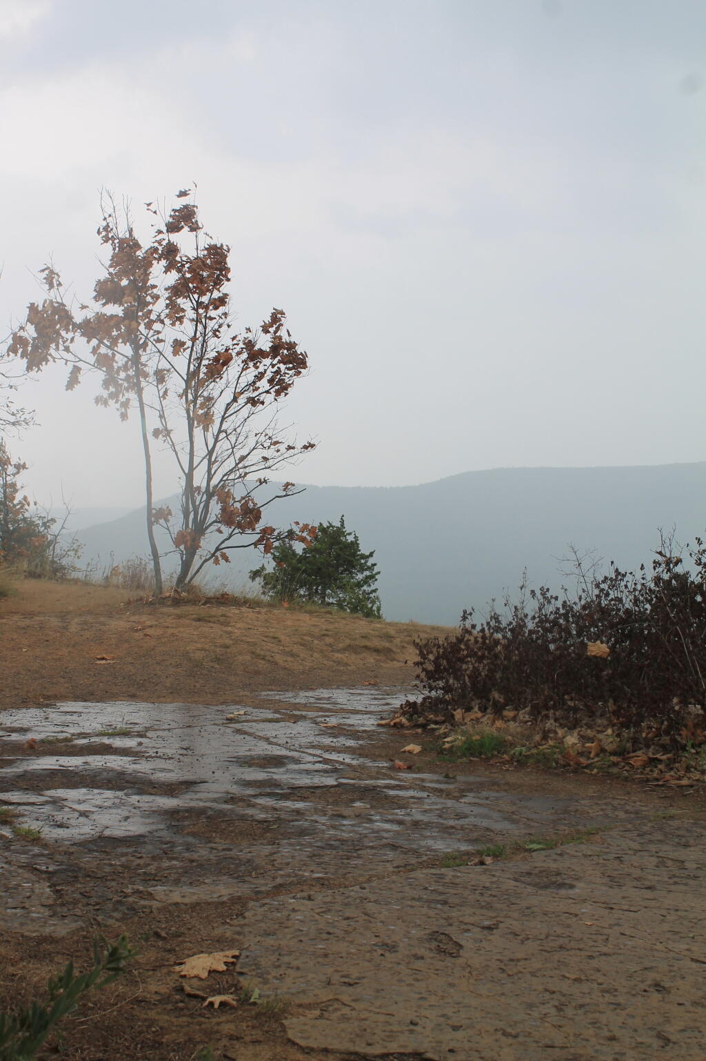 Photo: Wet Tree