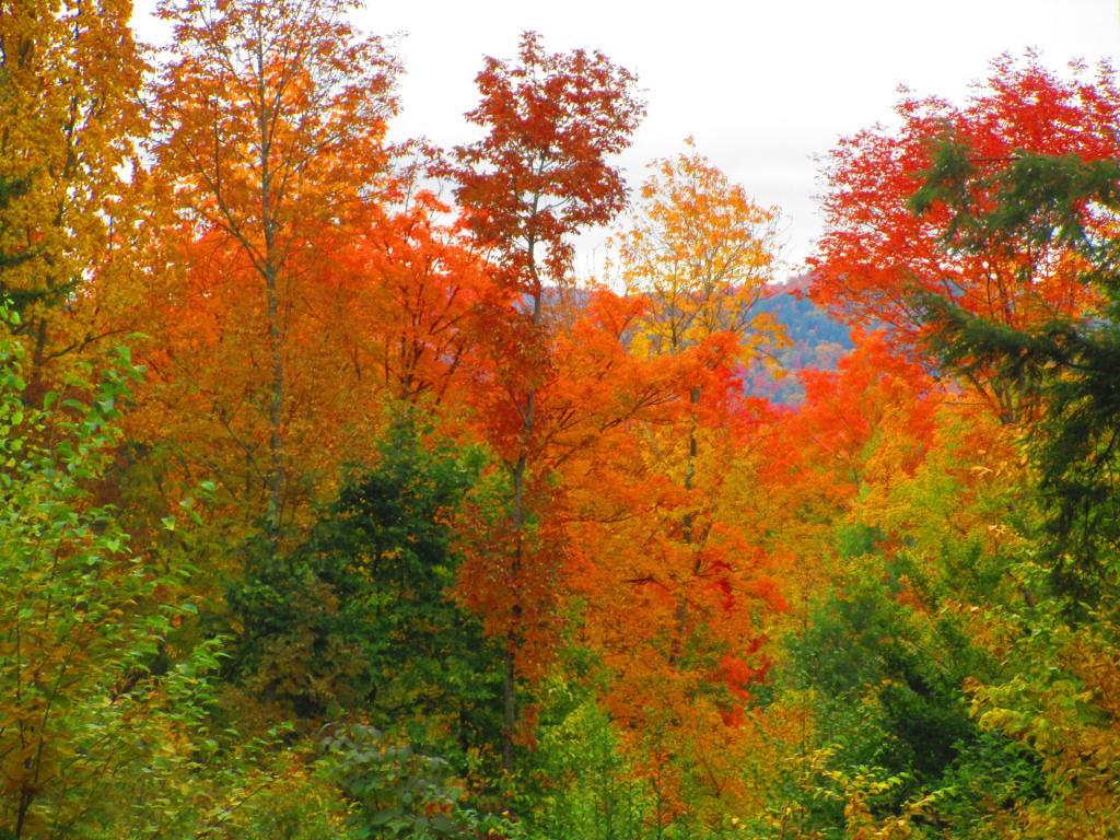 Photo: Along Old Military Road