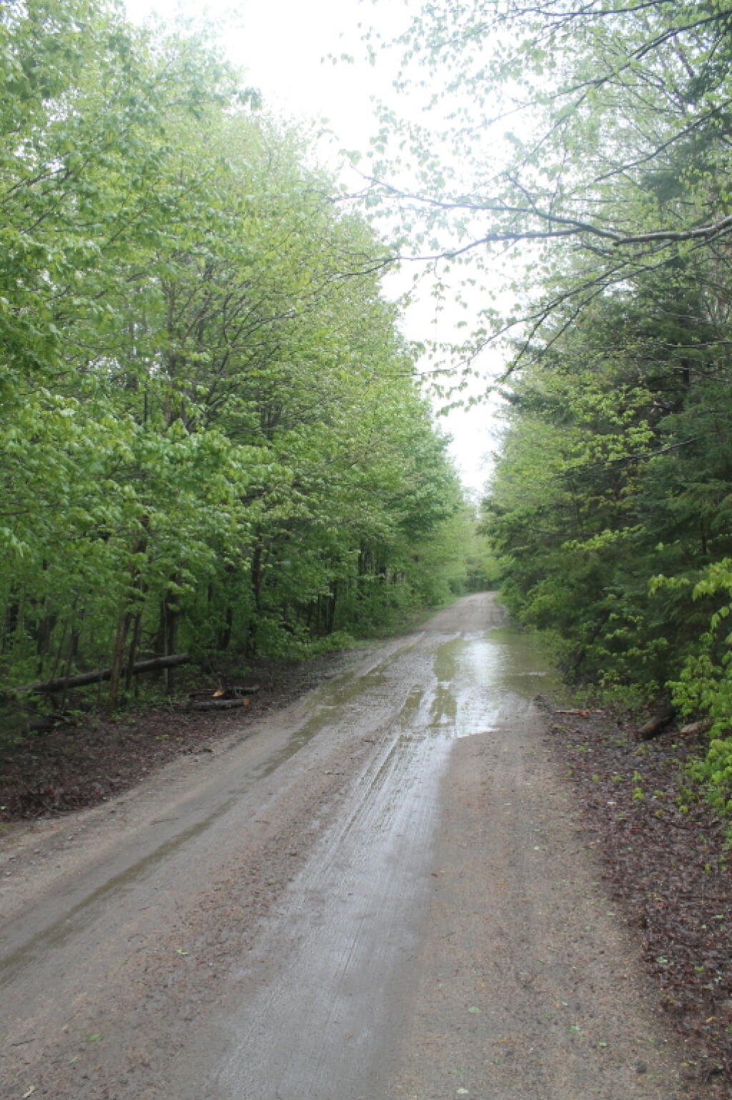 Photo: Increasingly Soggy Cedar River Limekiln Lake Road