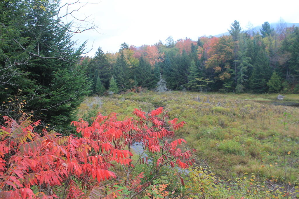 Photo: Wetlands Near the Chimney