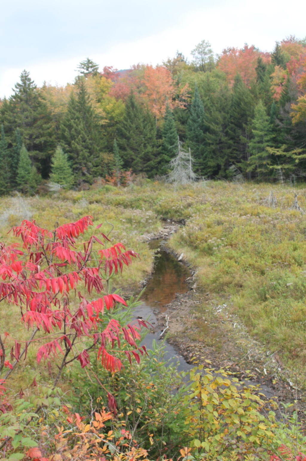 Photo: Wetlands