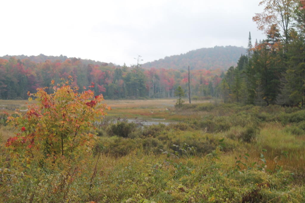 Photo: Wetlands