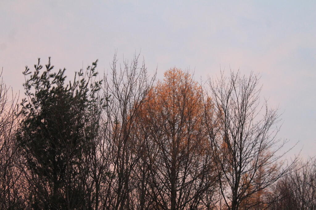 Photo: Trees