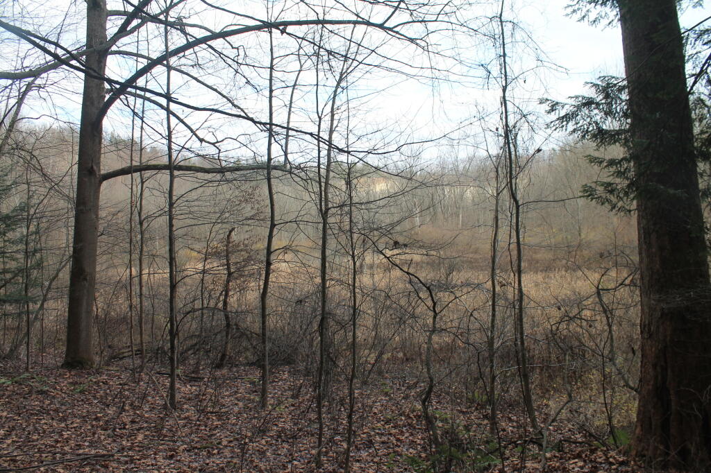 Photo: Wetlands Inside Zoar Valely