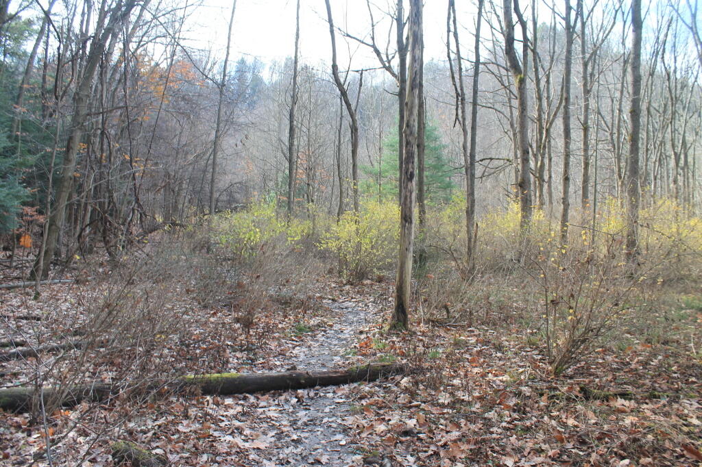Photo: Path in the Gorge