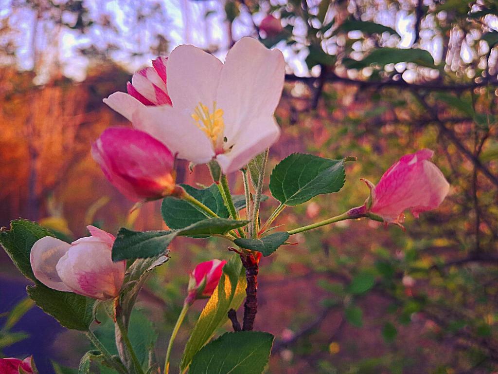 Photo: Apple Blossoms