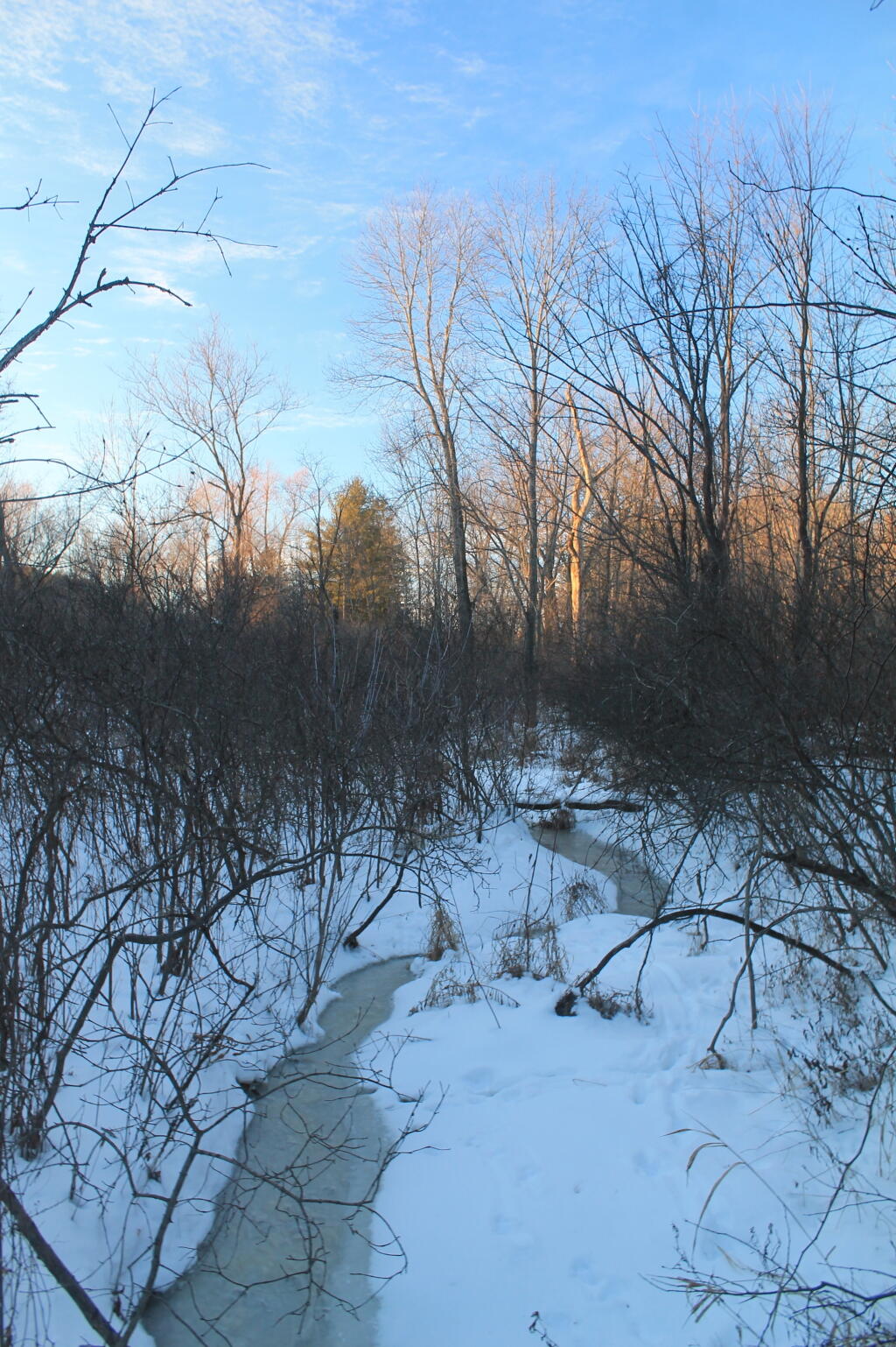 Photo: Gully