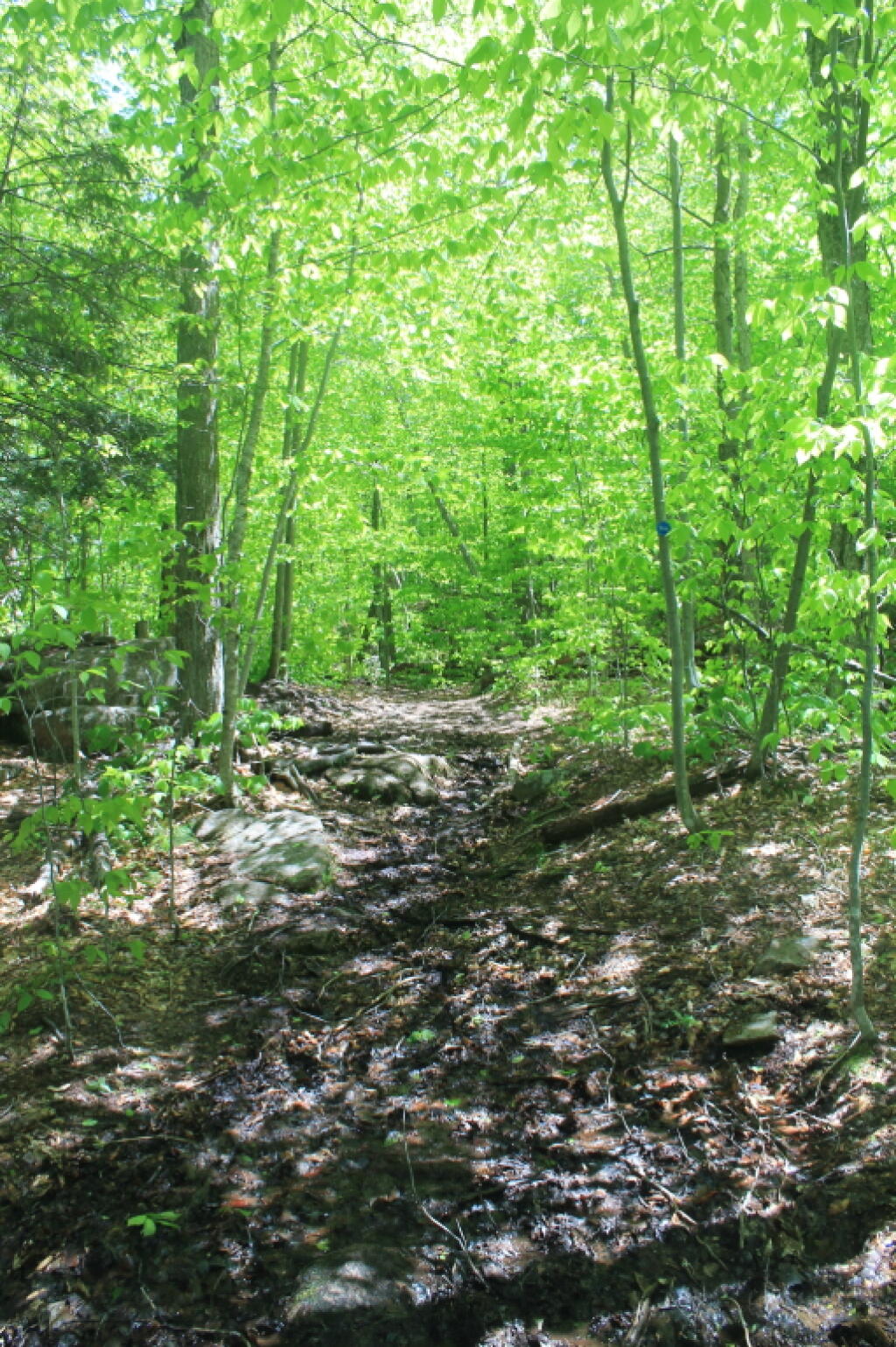 Photo: Bottom Portion of Trail is Real Muddy