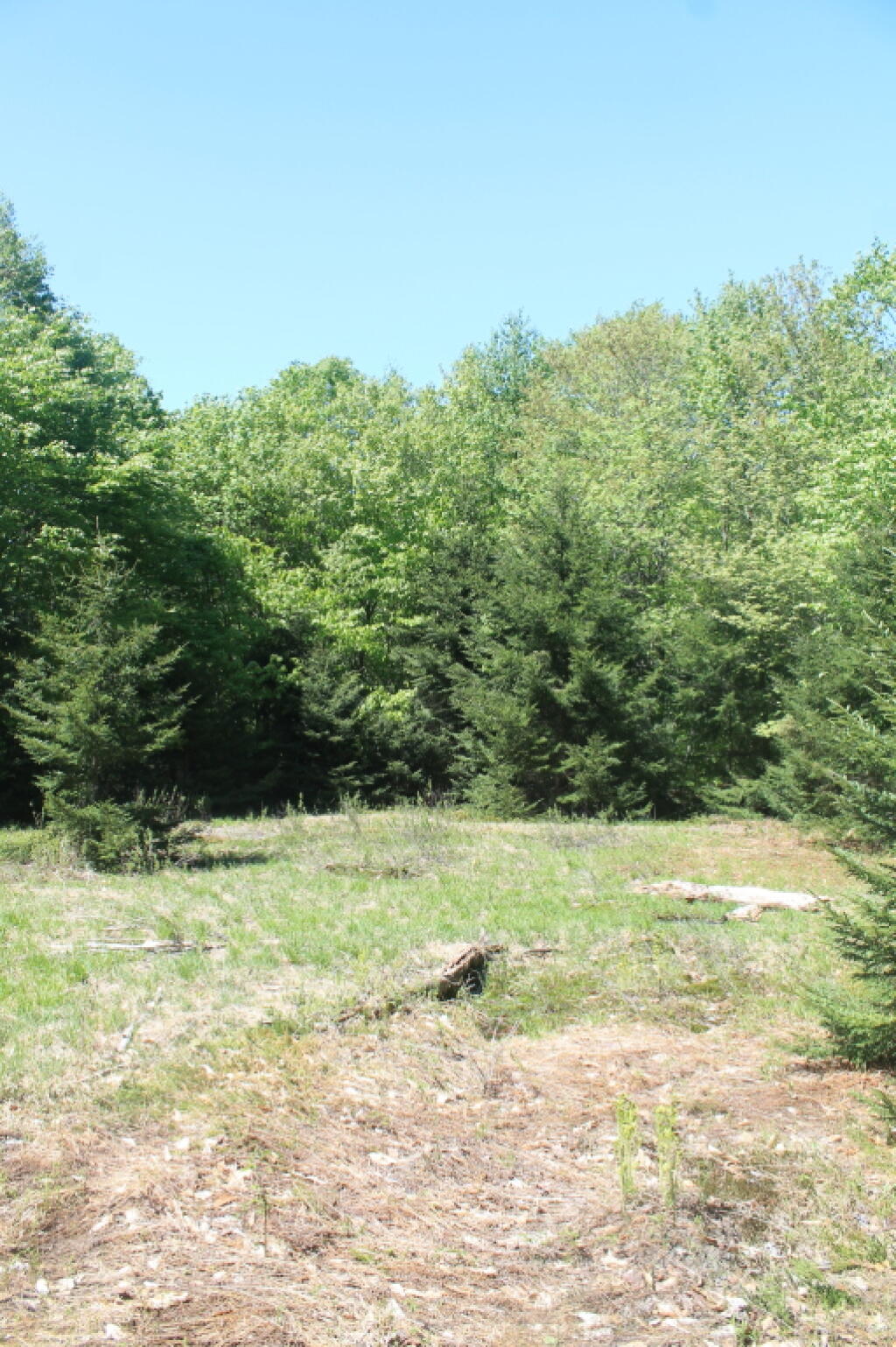 Photo: Open Meadow Along the Trail