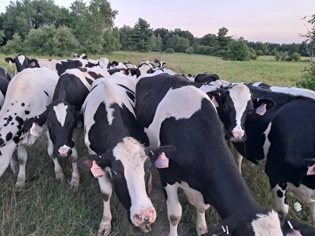 Photo: Cows!