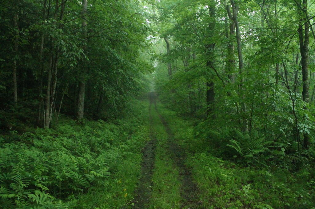 Photo: Along Northwood Loop Road
