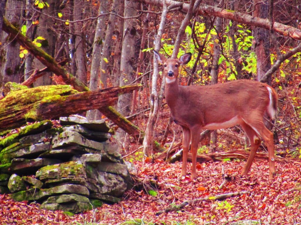 Photo: Doe
