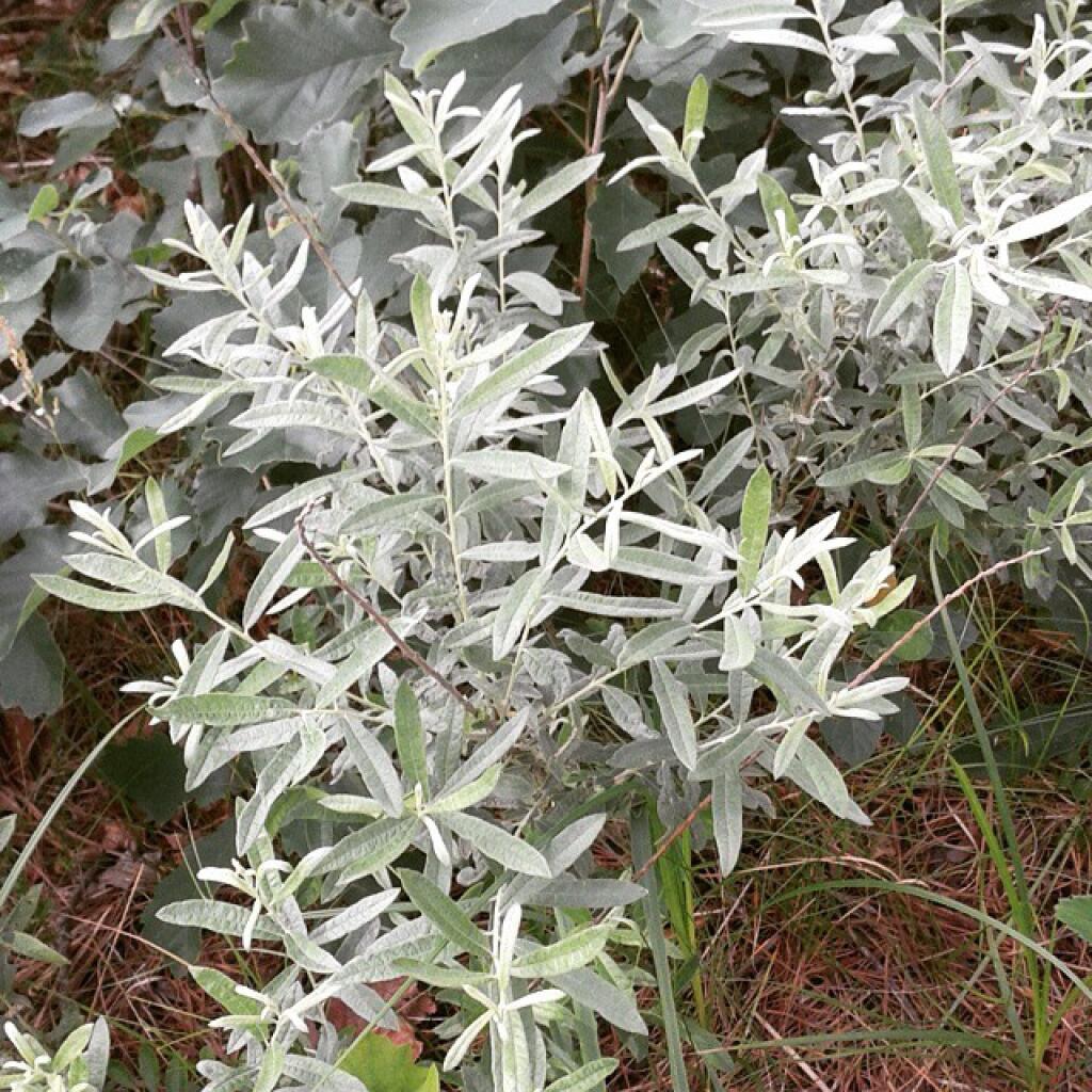 Photo: Dune willow