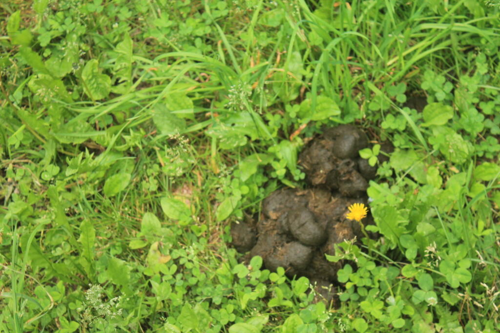 Photo: Horse Shit Photo: Horse Shit
