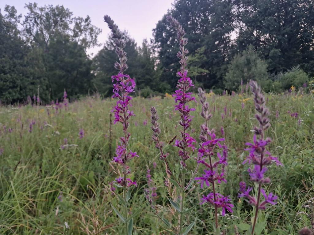 Photo: Fields of Purple Loosestriffe