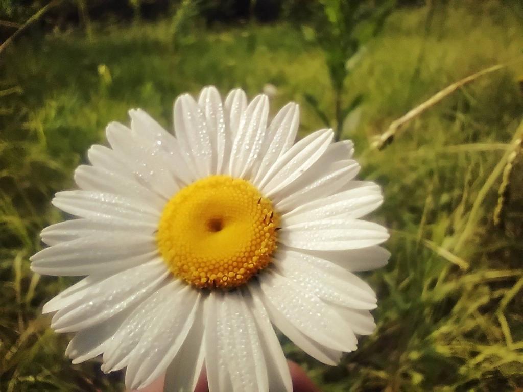 Photo: Daisy