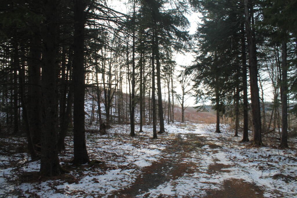Photo: Back Out to Clearcut