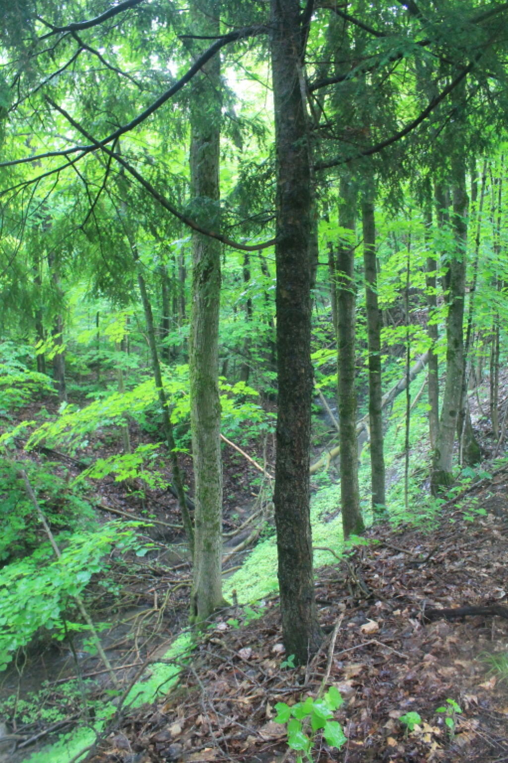 Photo: Gorge Above