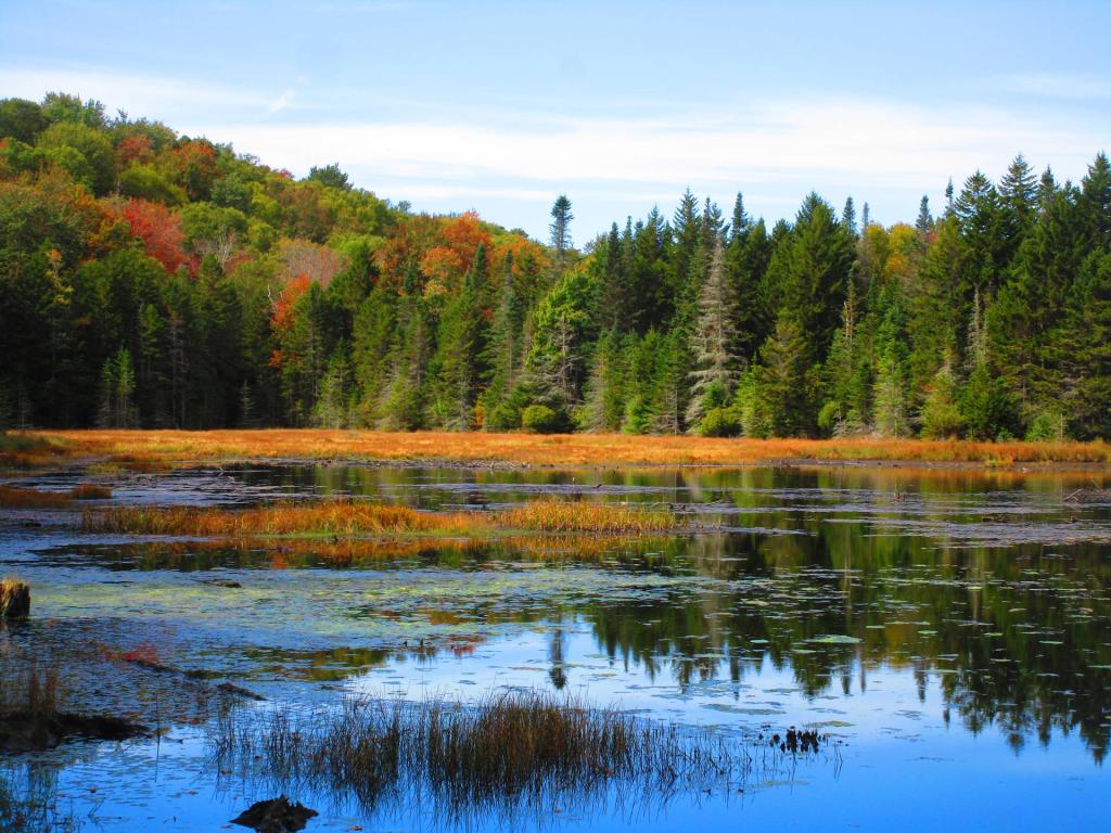 Photo: Beaver Pond