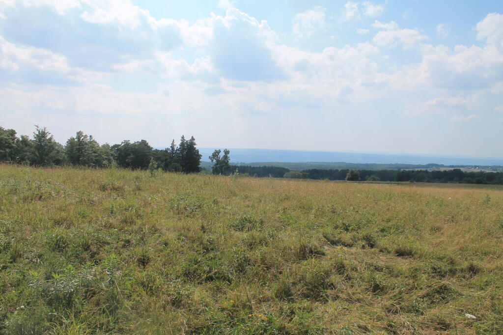 Photo: Pasture