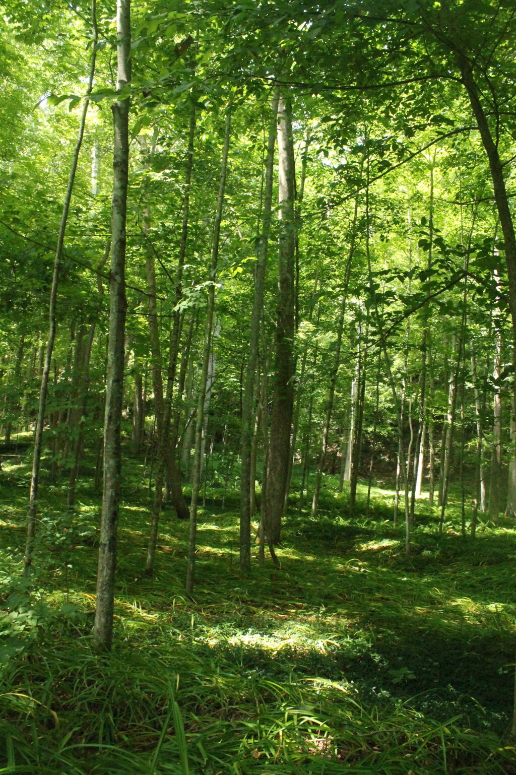 Photo: Deep in the Glen