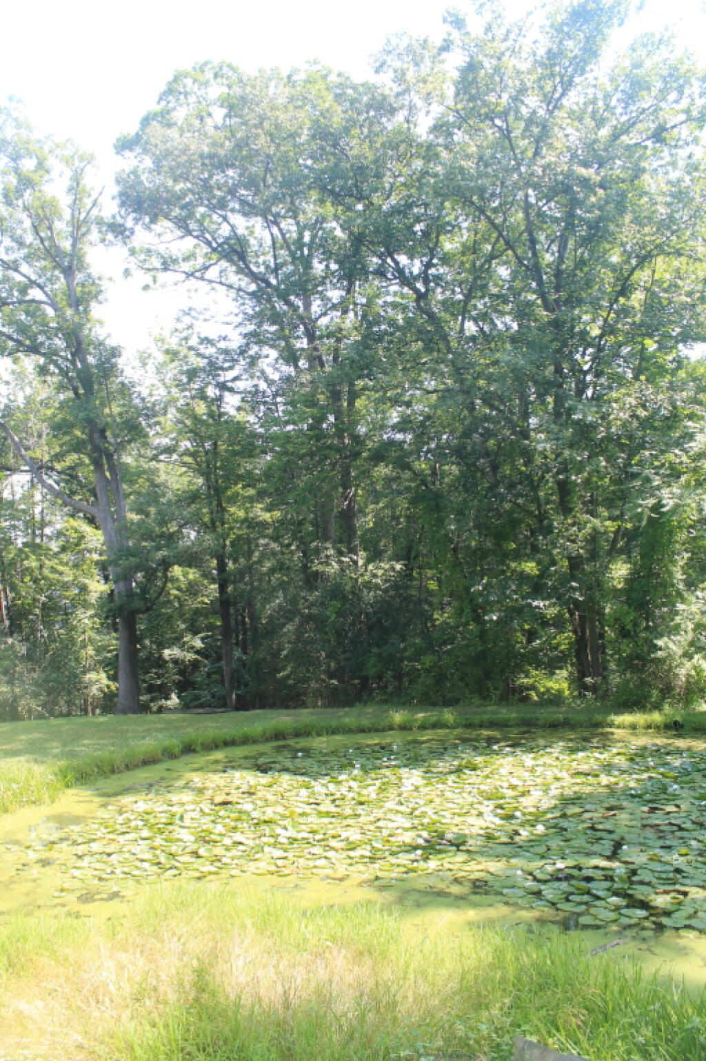 Photo: Lily Pond