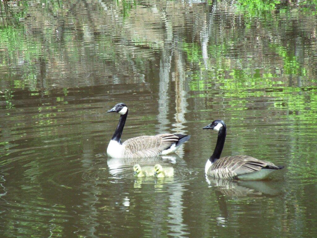 Photo: Mother Goose