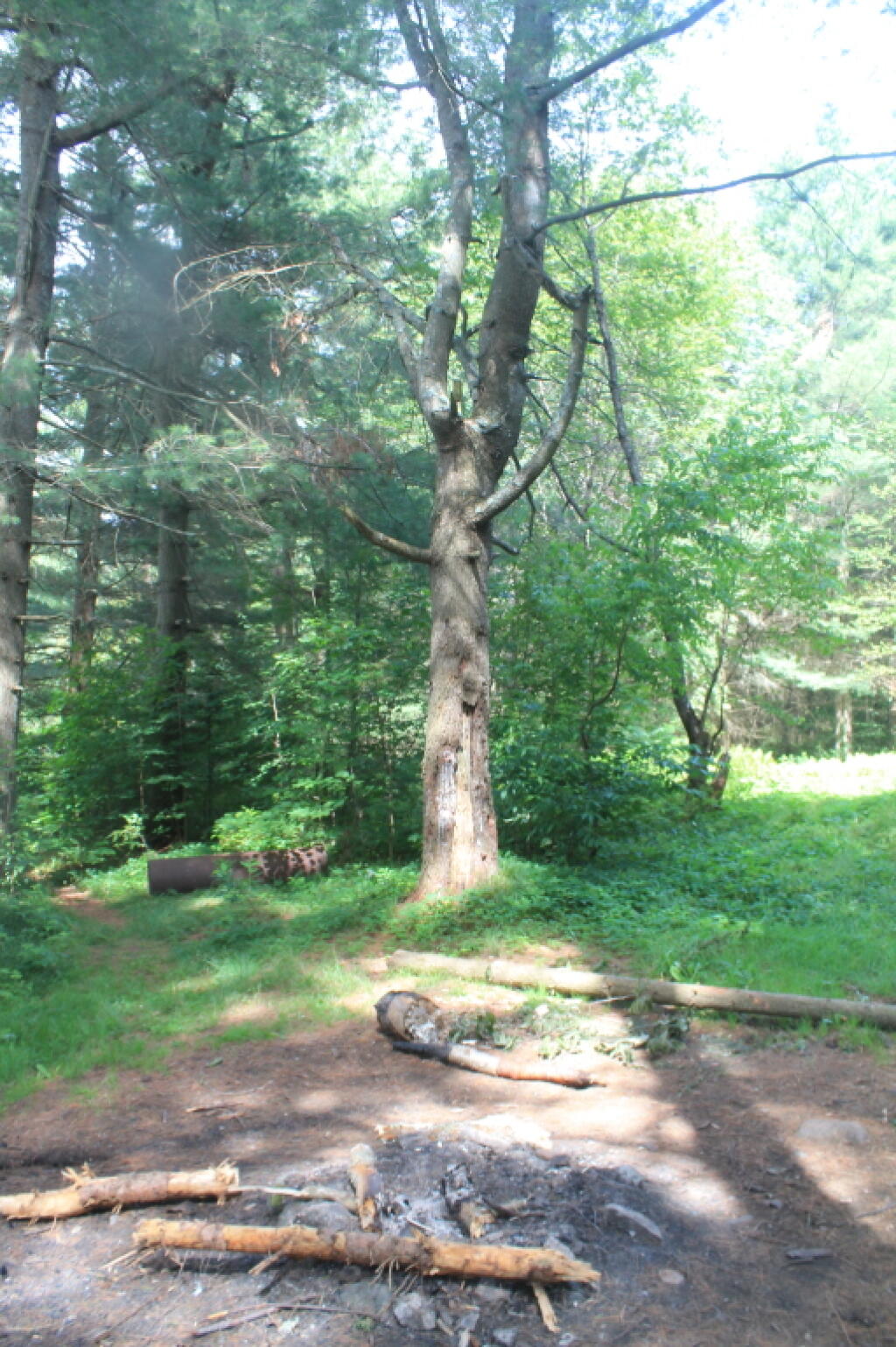 Photo: Shoreline Campsite from End of G Lake Trail