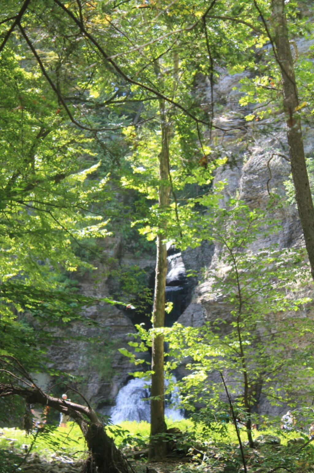 Photo: Lower Falls Thru Trees Photo: Lower Falls Thru Trees