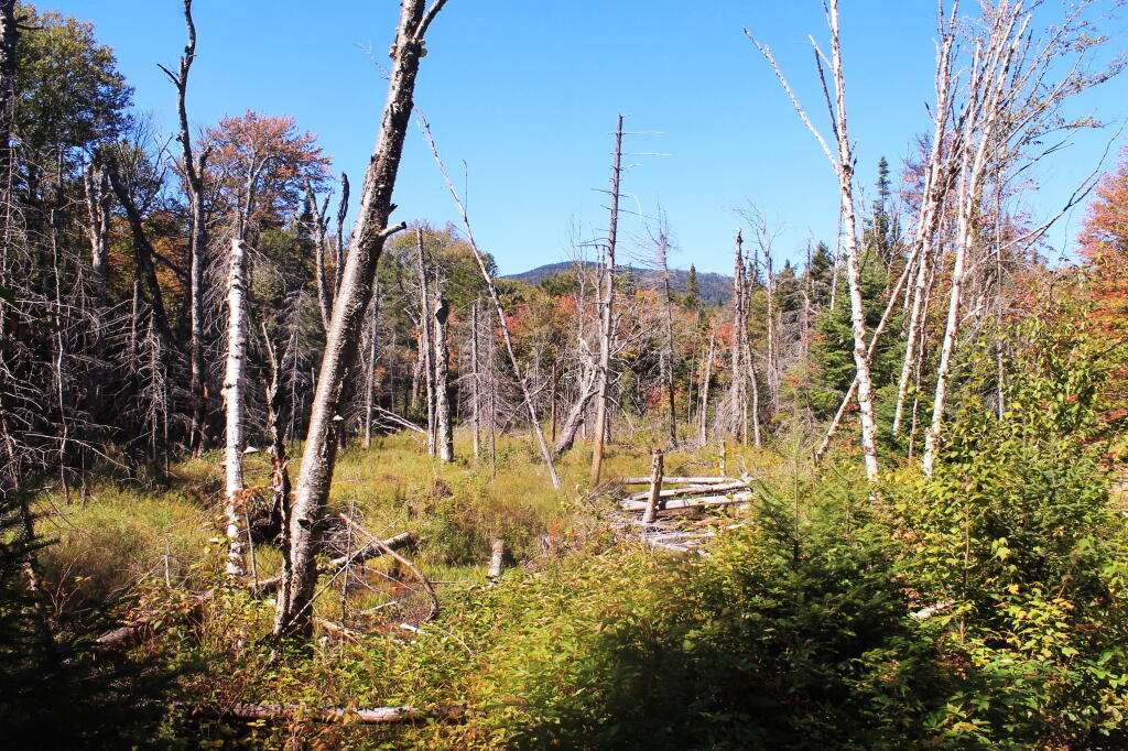 Photo: Swamp You Pass Starting to Hike Up Wakely Mountain