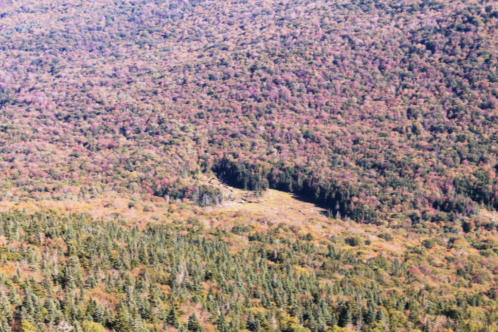 Photo: Looking Down at Swamp Below Firetower