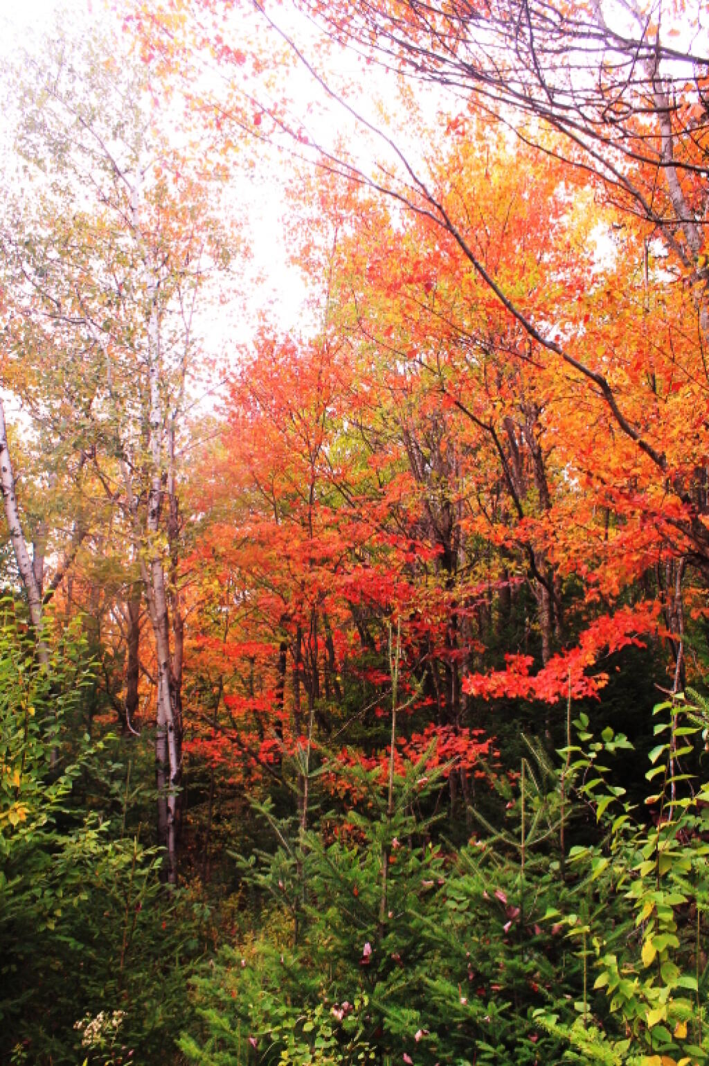 Photo: Foliage Along Closed Part Of Indian Lake Road Photo: Foliage Along Closed Part Of Indian Lake Road