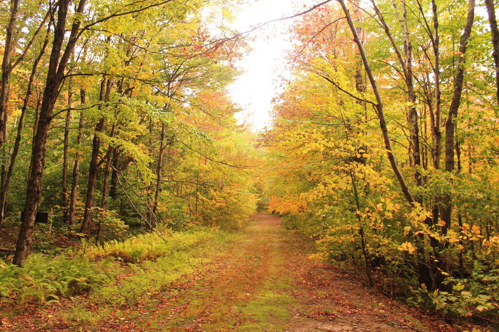 Photo: Golden Walk On Indian Lake Road Photo: Golden Walk On Indian Lake Road