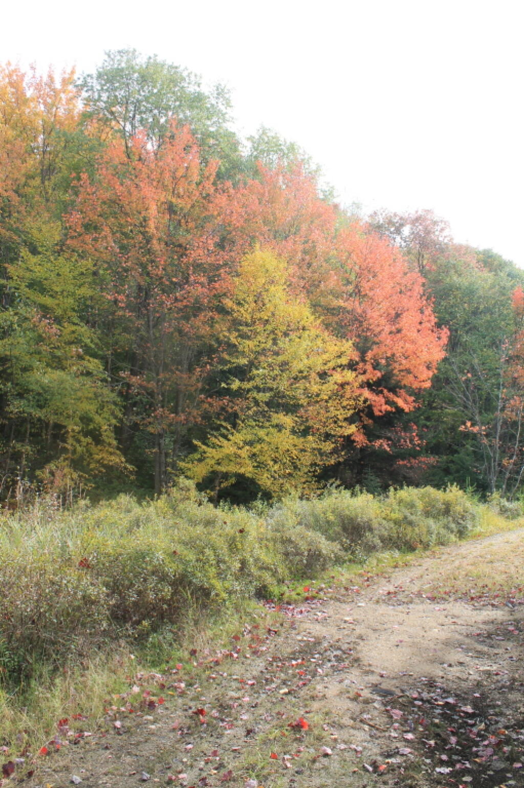 Photo: Roadside Foliage2 Photo: Roadside Foliage2