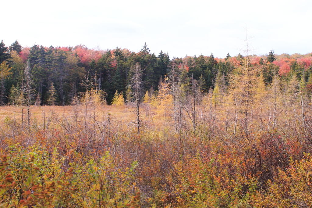 Photo: Swamp Near Indian Lake Photo: Swamp Near Indian Lake
