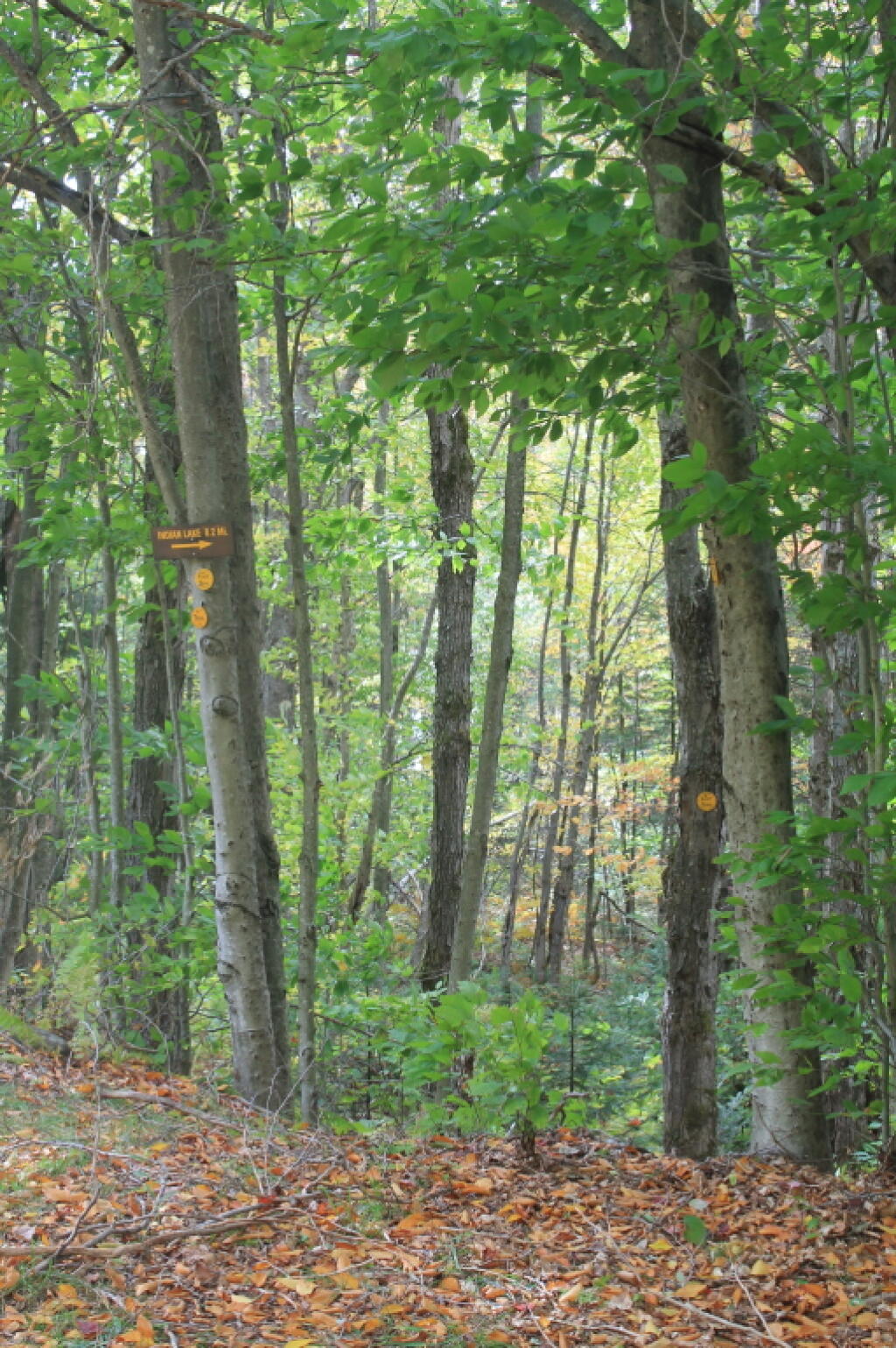 Photo: Trail To Indian Lake Photo: Trail To Indian Lake