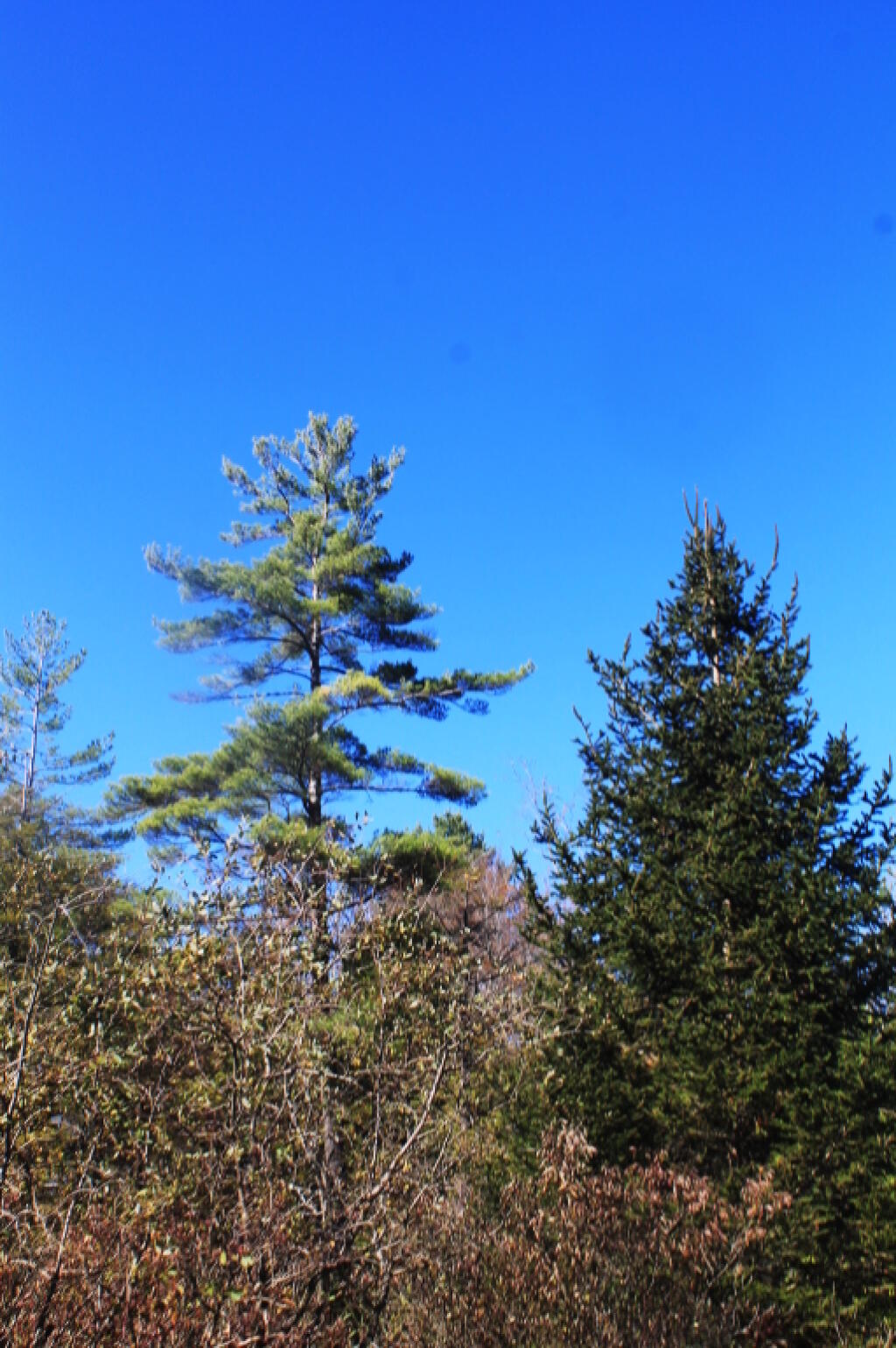 Photo: White Pines Photo: White Pines