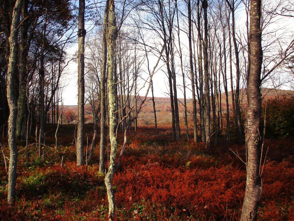 Photo: Canaan Valley Wildlife Refuge